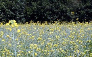 Rapsfeld in abgehender Blüte